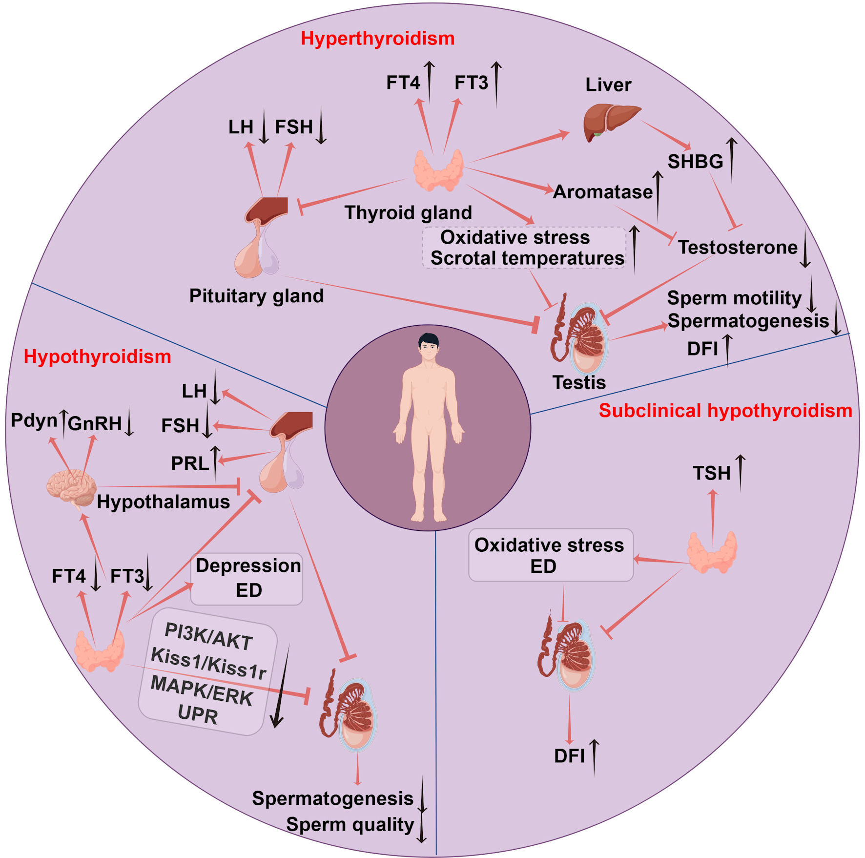 Research on the Impact of Thyroid Disorders on Reproductive Function: A Narrative Review